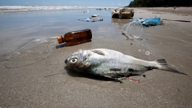 Photo of जैवविविधता के लिए संकट बना प्रदूषण, समुद्र के तल में जमा है 1.10 टन करोड़ प्लास्टिक