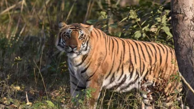 Photo of देश में पिछले पांच वर्षों में सैंकड़ों बाघों की हुई मौत, सरकार ने संसद में पेश किए अहम आंकड़े